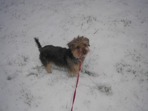 minnie in snow.jpg